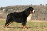 BOUVIER BERNOIS 120